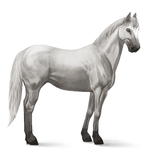 reitpferd argentinischer criollo palomino