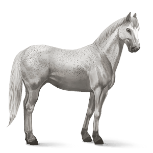 reitpferd lusitano falbe