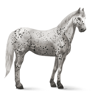 reitpferd appaloosa wenige schwarze flecken