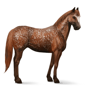 reitpferd curly horse fuchs mit heller mähne