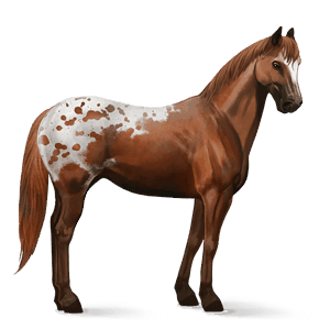 reitpferd appaloosa schabrackenfuchs