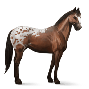 reitpferd appaloosa braunschecke