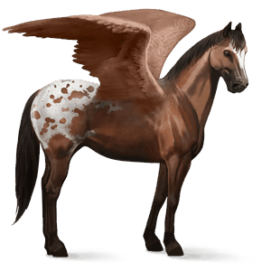 pegasus-reitpferd appaloosa braunschecke