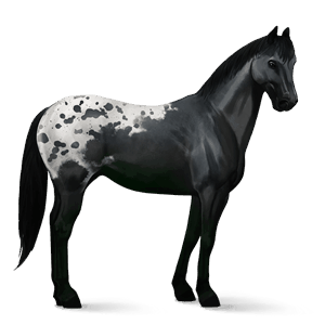 reitpferd paint horse mausgrauer mit tobiano-scheckung