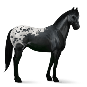 reitpferd appaloosa rappschecke