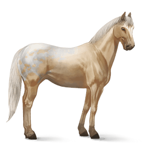 reitpferd appaloosa palomino-schecke