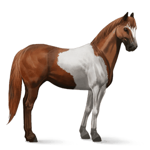 reitpferd paint horse fuchs mit tobiano-scheckung