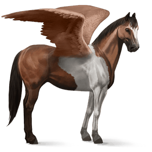 pegasus-reitpferd argentinischer criollo brauner mit tobiano-scheckung