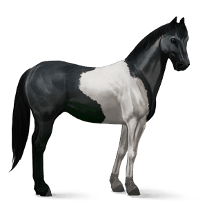 reitpferd paint horse rappe mit tobiano-scheckung