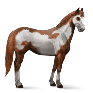 reitpferd paint horse fuchs mit tobiano-scheckung