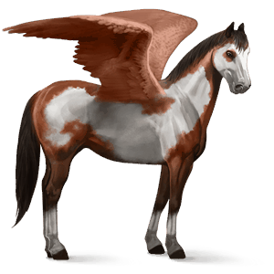 pegasus-reitpferd argentinischer criollo dunkelbrauner