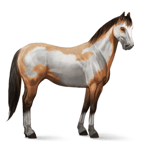 reitpferd paint horse falbe mit overo-scheckung