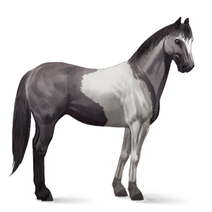 reitpferd paint horse mausgrauer mit tobiano-scheckung