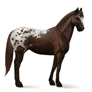 reitpferd appaloosa fuchsschecke