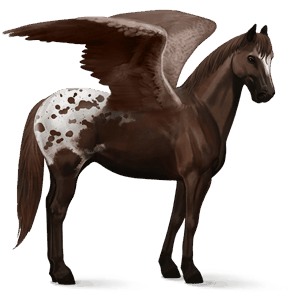 pegasus-reitpferd argentinischer criollo braunschecke