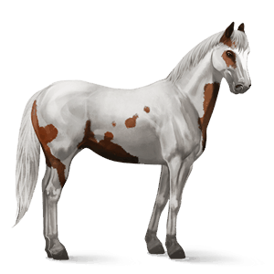 reitpferd paint horse rotbrauner mit overo-scheckung