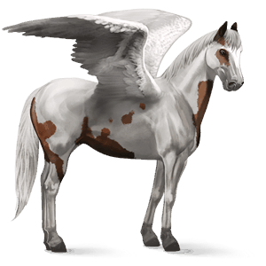 pegasus-reitpferd argentinischer criollo brauner mit tovero-scheckung 