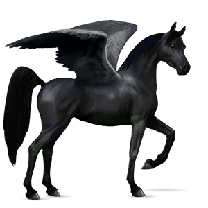 pegasus-reitpferd araber rappe