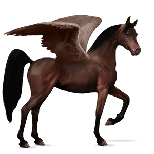 pegasus-reitpferd dunkelbrauner