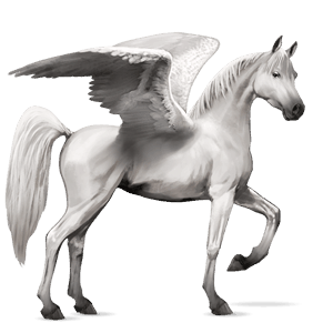 pegasus-reitpferd araber hellgrau