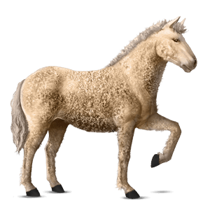 reitpferd curly horse palomino