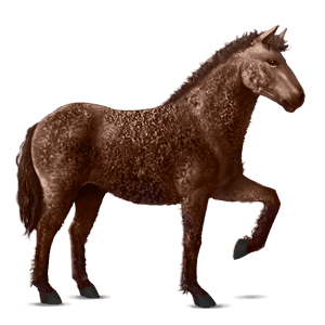 reitpferd curly horse dunkelfuchs