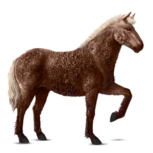reitpferd curly horse dunkelfuchs mit heller mähne