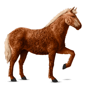 reitpferd curly horse fuchs mit heller mähne