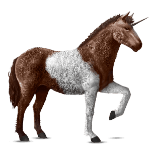 einhorn-reitpferd curly horse dunkelfuchs mit tobiano-scheckung