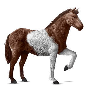 reitpferd curly horse dunkelfuchs mit tobiano-scheckung