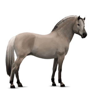 pony norweger graufalben