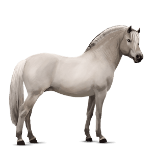 pony shetlandpony rotbrauner
