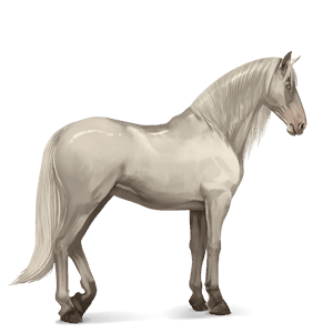 reitpferd cremello