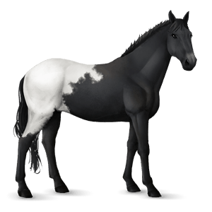 reitpferd paint horse dunkelfuchs mit tobiano-scheckung