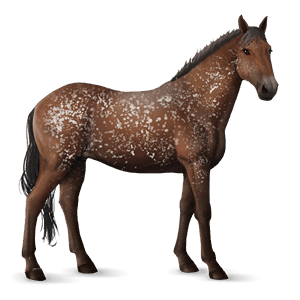 reitpferd appaloosa braunschecke