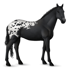 reitpferd appaloosa rappschecke