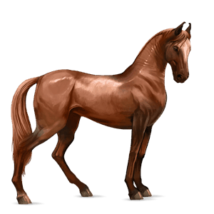 reitpferd argentinischer criollo dunkelbrauner