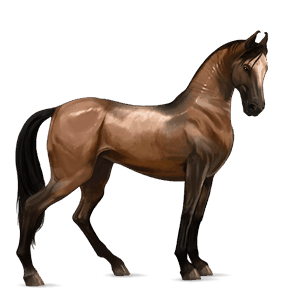 reitpferd argentinischer criollo palomino