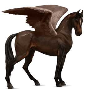 pegasus-reitpferd marwari dunkelbrauner