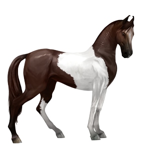 reitpferd argentinischer criollo dunkelbrauner