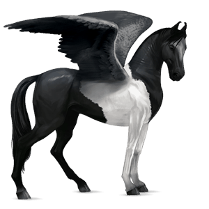 pegasus-reitpferd rappe