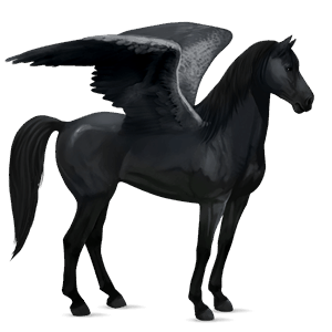 pegasus-reitpferd rappe