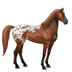 reitpferd cremello