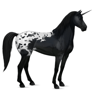 einhorn-reitpferd appaloosa schabrackenrappe