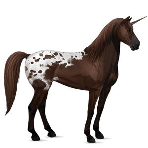 einhorn-reitpferd appaloosa schabrackenbrauner