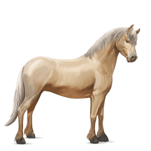 pony connemara-pony brauner