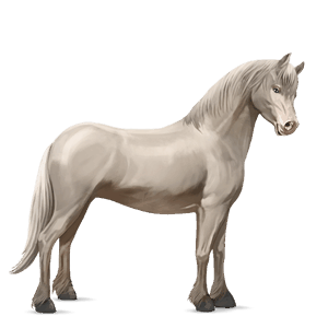 pony connemara-pony cremello