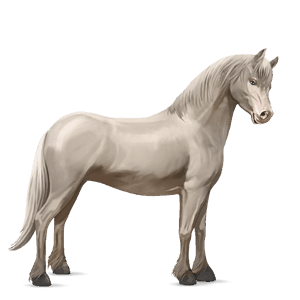 pony cremello