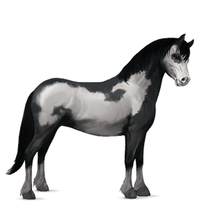 pony quarter pony dunkelbrauner