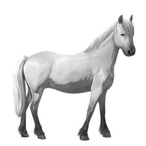 pony highlandpony hellgrau